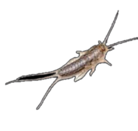 Peixinho-de-prata
